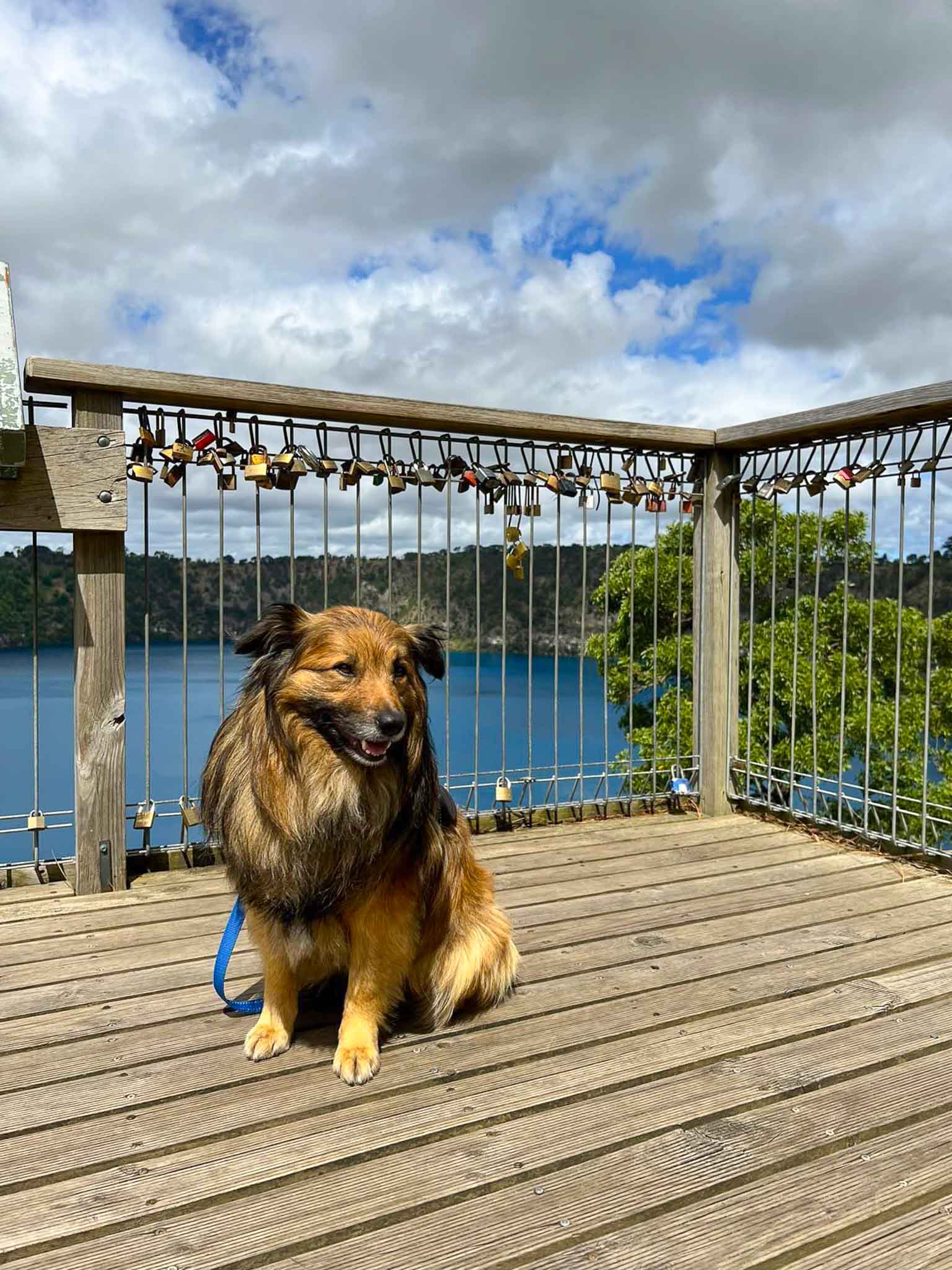 Dog at the Blue Lake, Mount Gambier (@mac.venture)