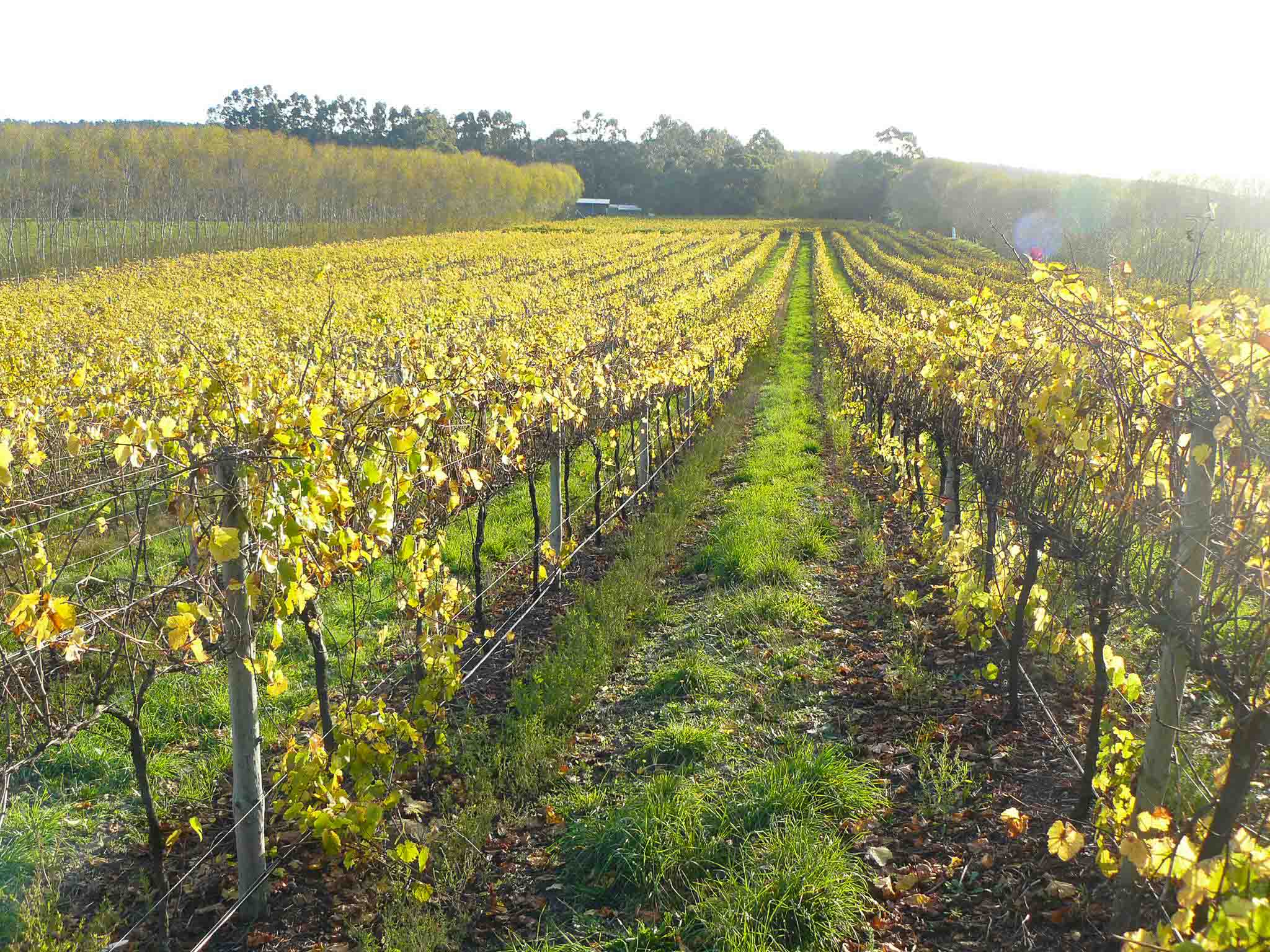 The Complete list of Limestone Coast Wine Regions & Wineries