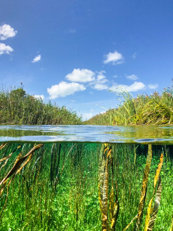 Ewens Ponds Conservation Park (@haggisspringrolls)