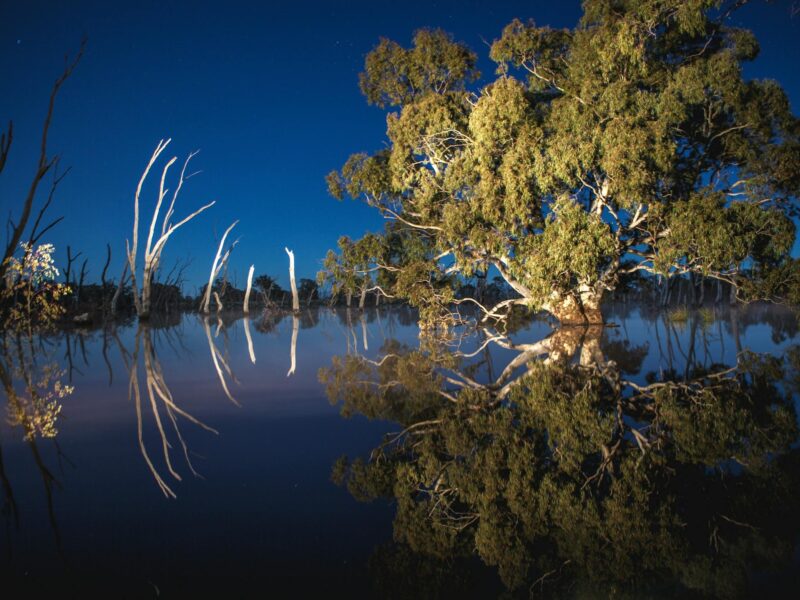 Mullinger Swamp