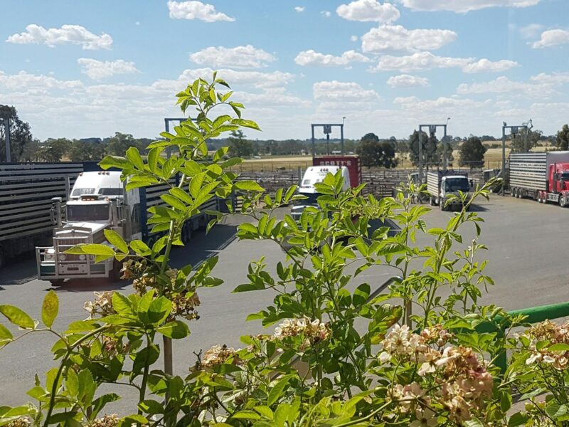 Naracoorte Regional Livestock Exchange