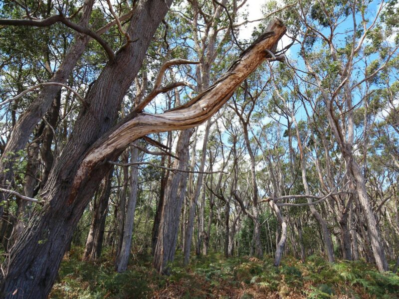 Penambol Conservation Park