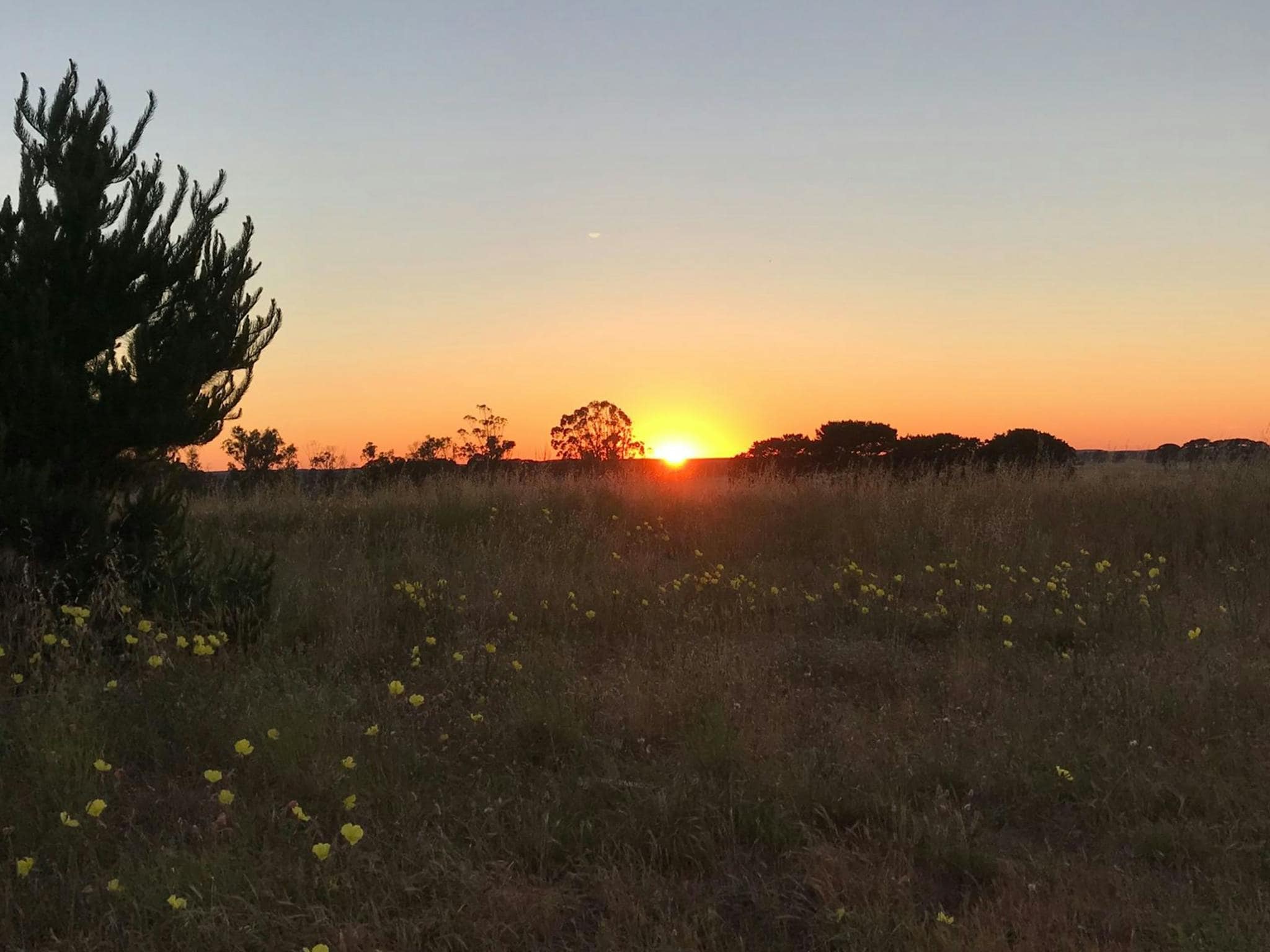 Pine Ridge Limestone Coast