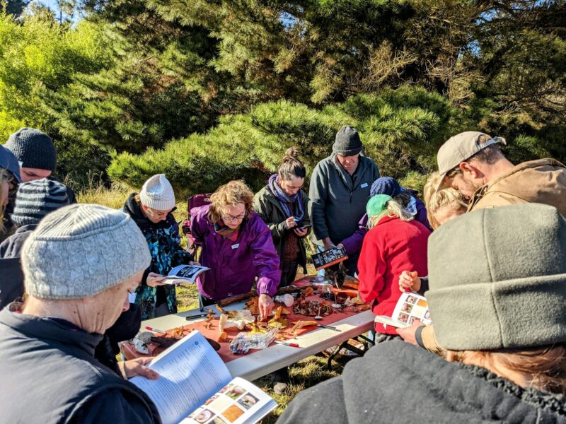 Fungi Identification Tour