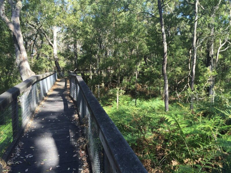 The boardwalk in Telford Scrub Conservation Park