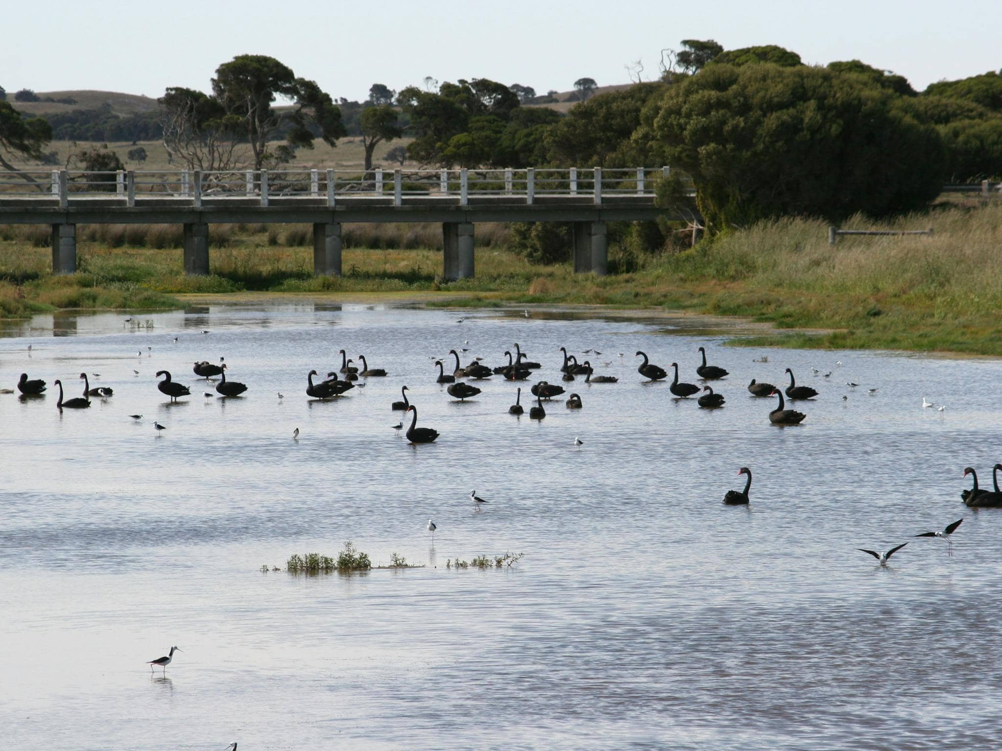 Lake Frome Conservation Park - Limestone Coast