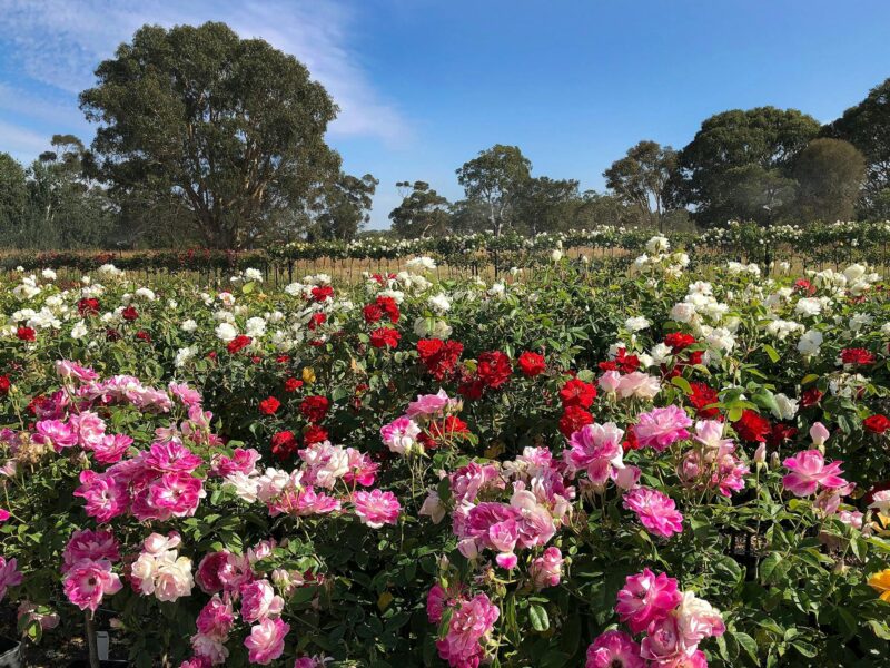 Rose Field