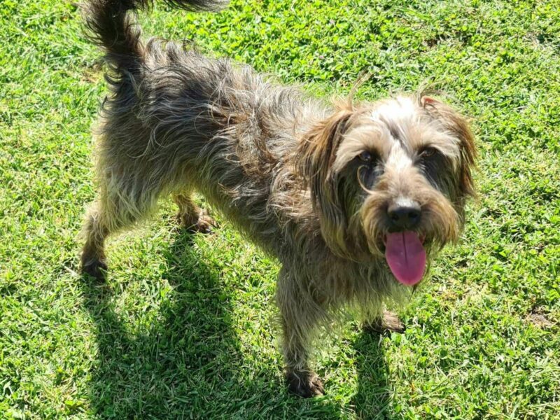 A scruffy dog