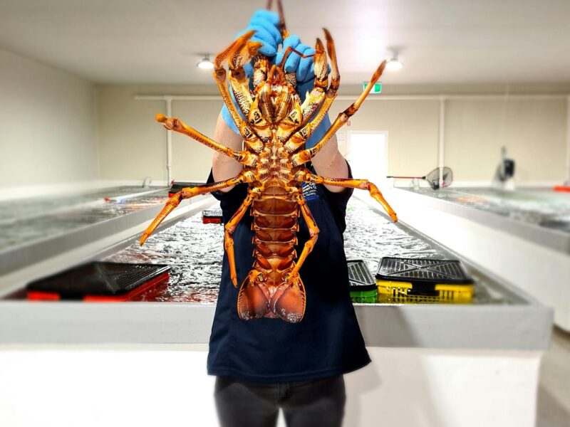 large live southern Rock Lobster