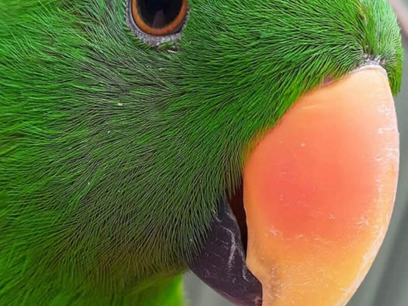 Stunning bright green parrot with an orange beak and black round eyes sitting on someone's arm.