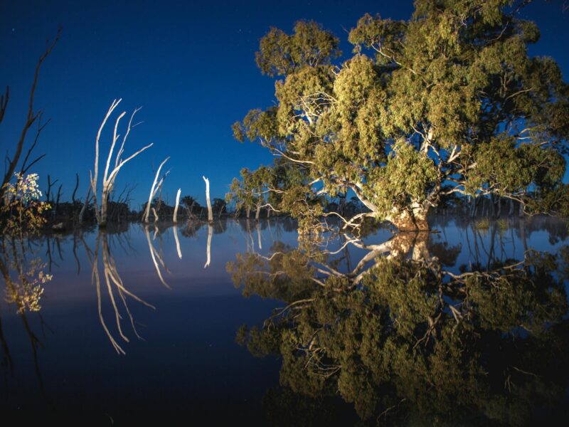 Mullinger Swamp