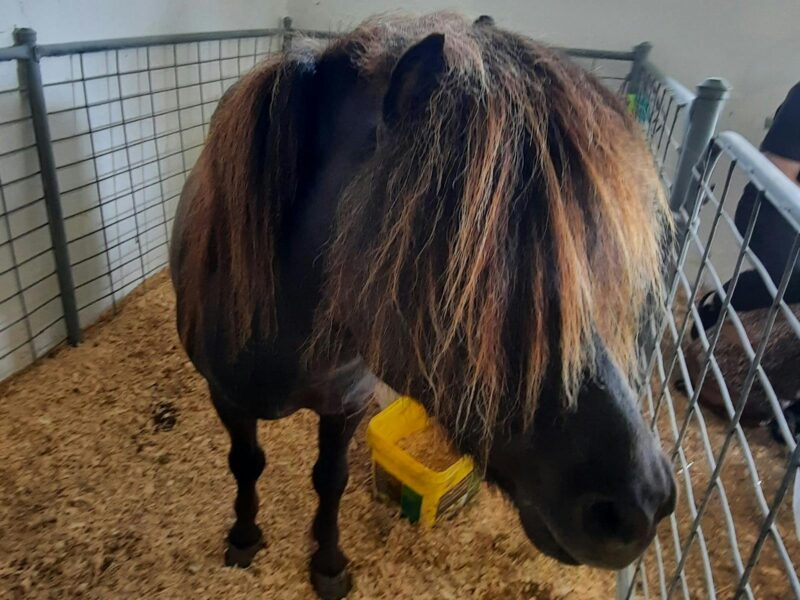 ATDW Millicent A H P Show.jpeg Millicent show pony