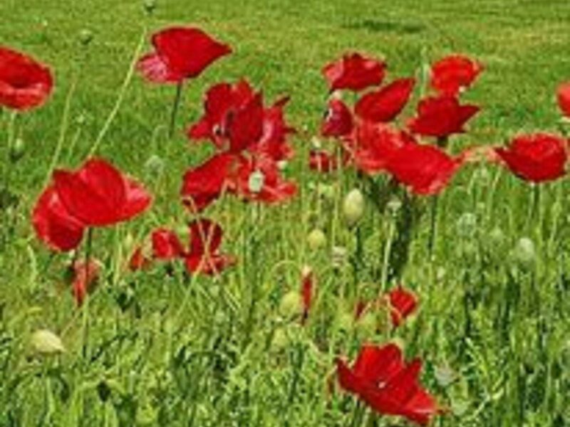 ATDW Remembrance Day.jpeg Beautiful red poppies growing wild in a field of green grass.