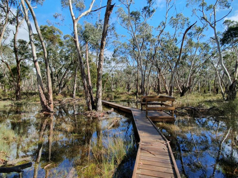ATDW Honan Native Forest And Mint Trail.jpeg Honan Mint Trail