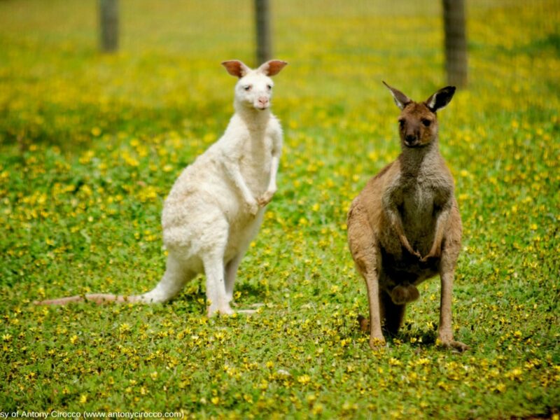 ATDW Bordertown Wildlife Park.jpeg Western Grey Kangaroo