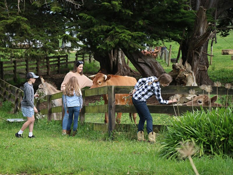 ATDW Echo Farm Tours.jpeg woman and children feeding cows at Echo Farm Mount Gambier