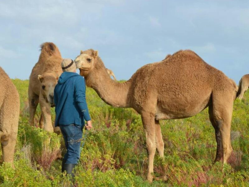 ATDW Robe Camel Farm Self Contained Campers Only.jpg Camel Encounter