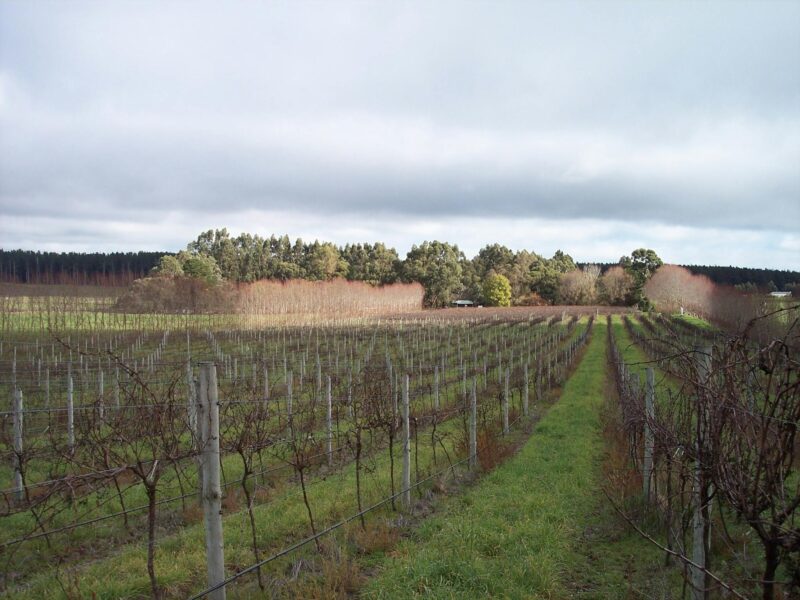 ATDW Caroline Hills Winery.jpeg Caroline Hills vineyard in winter