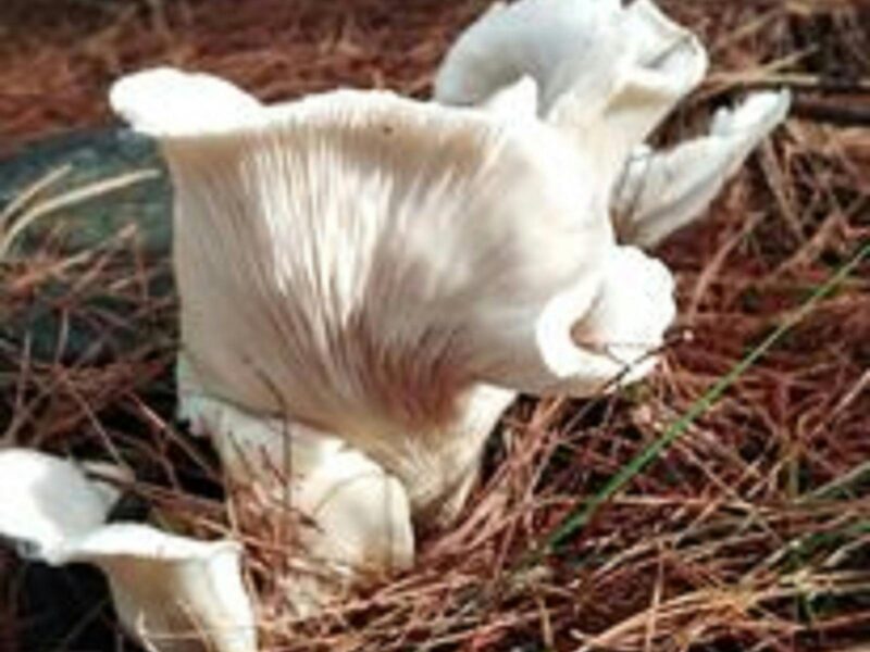 ATDW Mount Burr Township.jpeg A lovely white ghost mushroom. These can be seen glowing at night along the Mount Burr Trails.