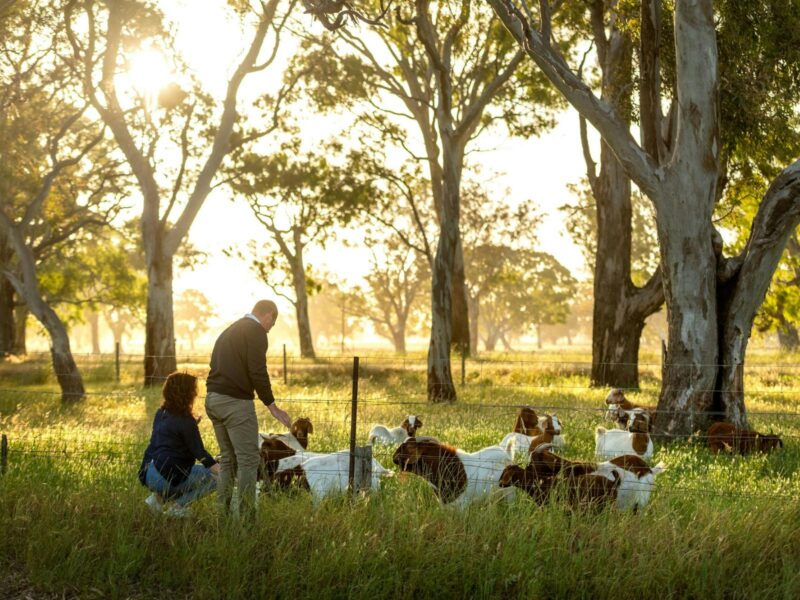Winery owners feeding thier pet goats next to their vineyard