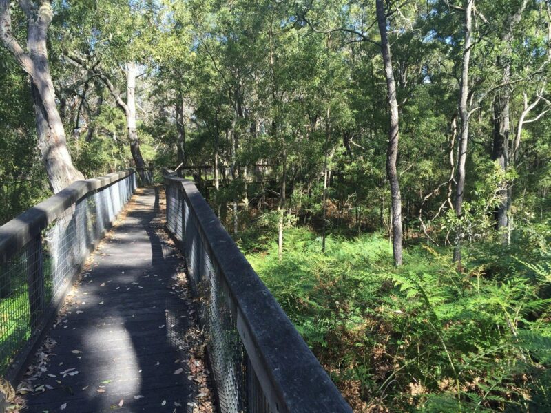 ATDW Telford Scrub Conservation Park.jpeg The boardwalk in Telford Scrub Conservation Park