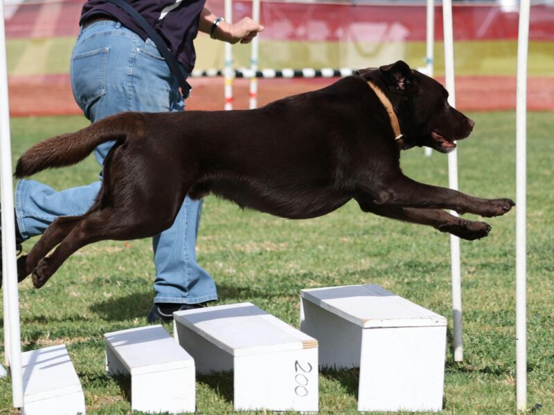 ATDW-Blue-Lake-Obedience-Dog-Club-Obedience-Rally-Agility-Jumping-Tricks-Trials.jpeg Dog Agility Trial