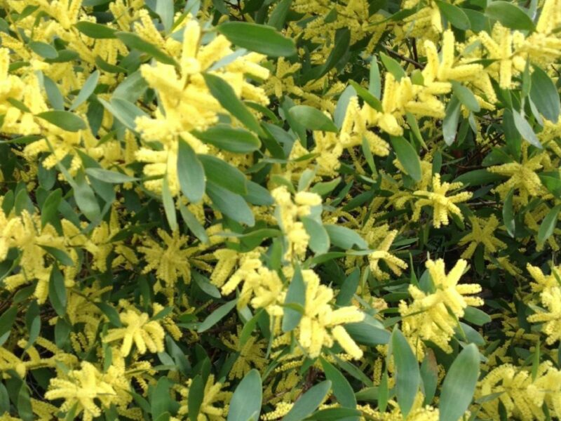 Wattle flowers yellow