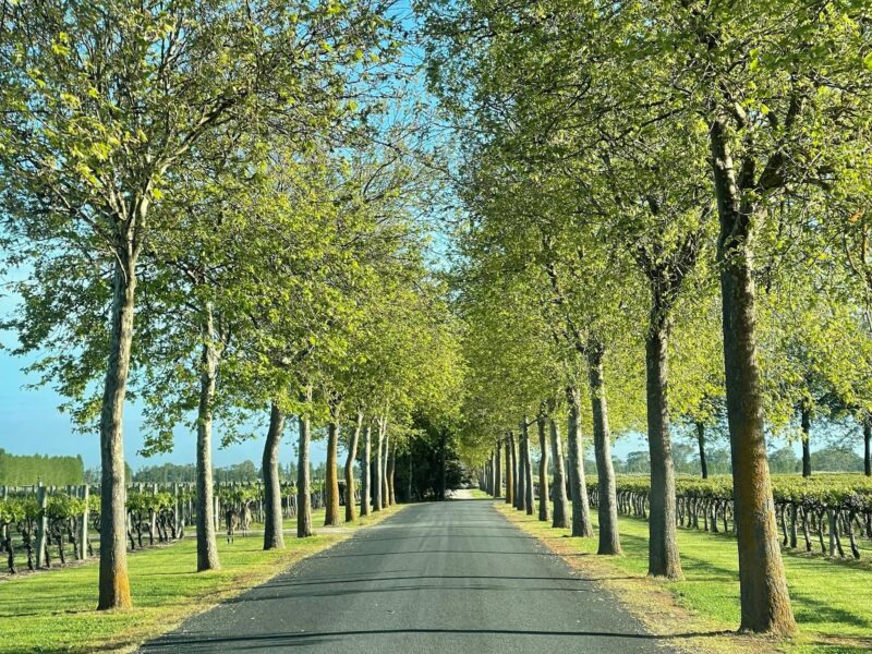 Relax and unwind with Rymill Yoga by the Vines