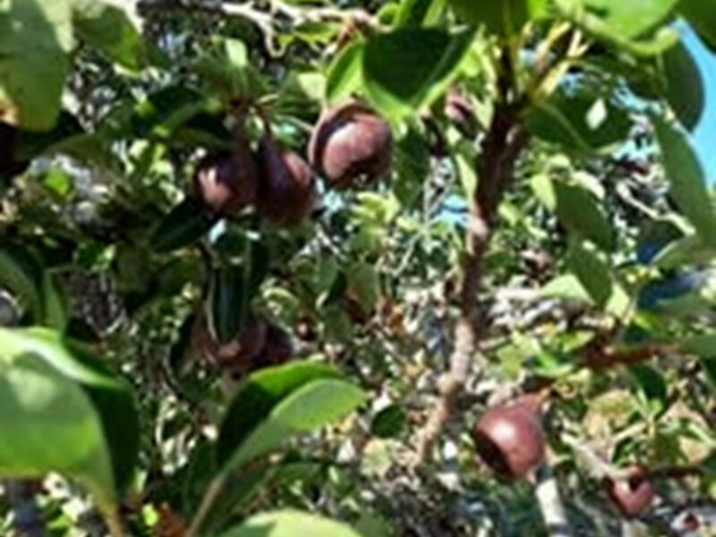 A leafy, green olive tree packed with olives that look ready to pick. The olives are black.