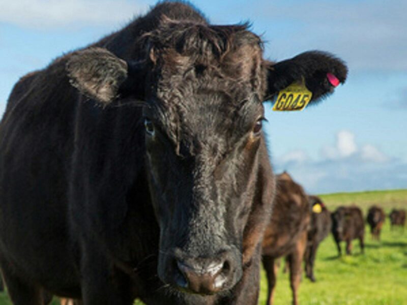 A magnificent looking Angas beef steer looking directly at the camera. He has a yellow number tag.