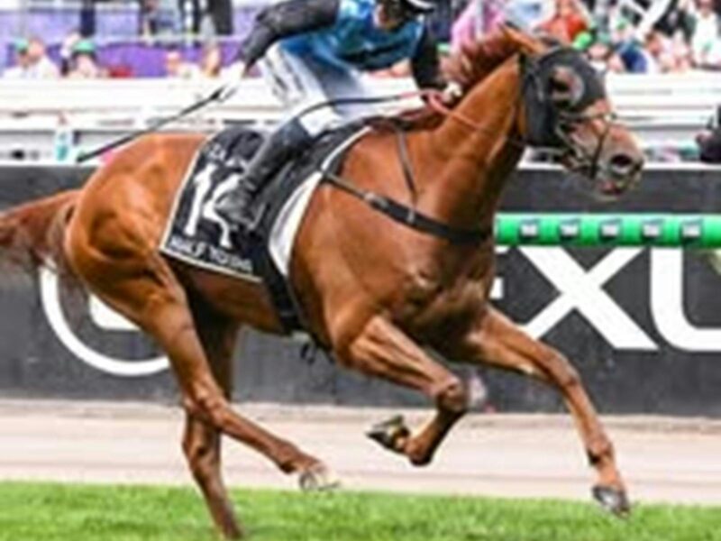 A beautiful bay coloured horse racing along the racecourse with the jockey whipping him.