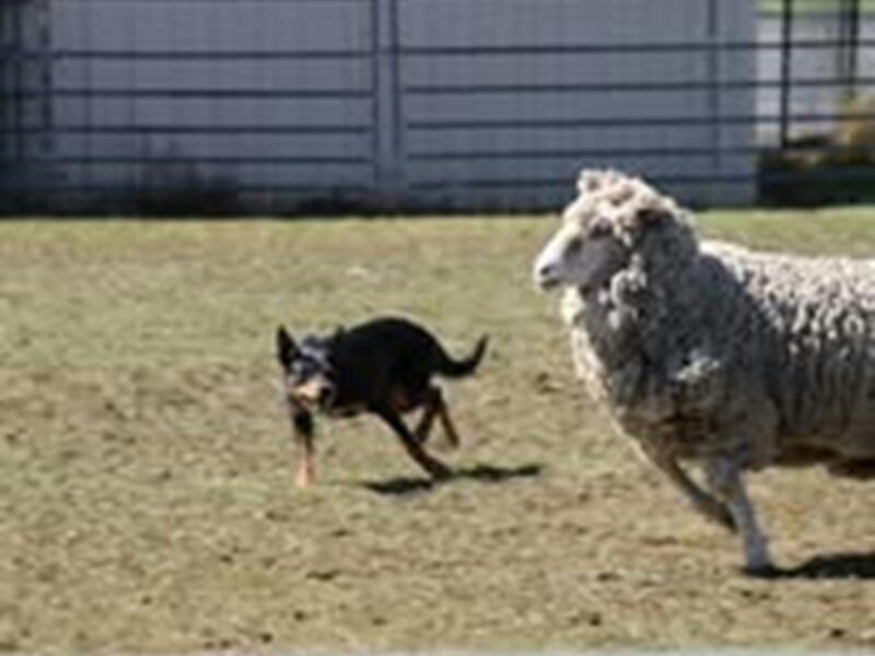A Kelpie dog mostly black with a bit of tan on its nose and legs rounding up a woolly merino sheep.
