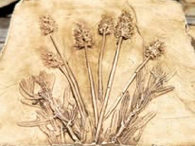 A plaster image of six fluffy flowers with foliage halfway up the plant in a brown colour.