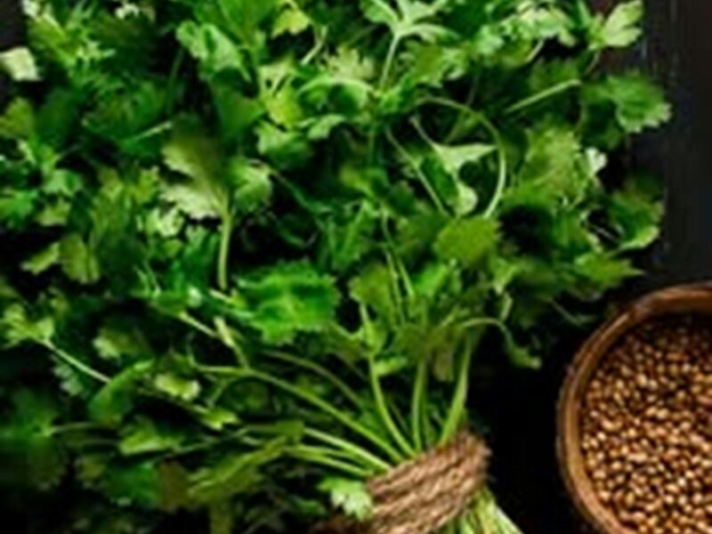 A lovely bunch of coriander wrapped with a string around it to hold it firm.