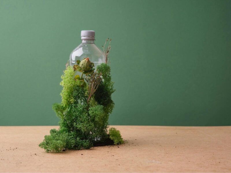 A clear plastic water bottle with green lichen appering to be growing on it and a flower.