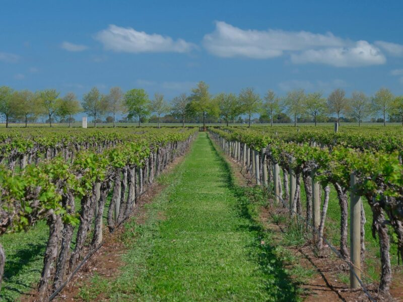 Vineyard